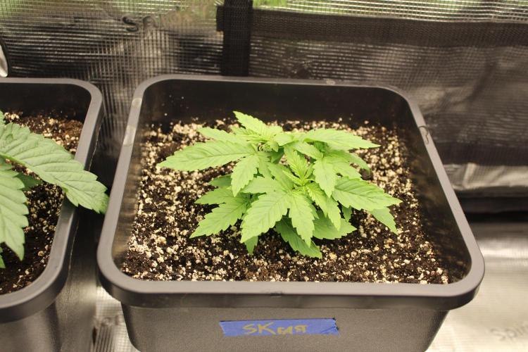 SUPER OG KUSH FAST - Pyramid Seeds. Week 3
