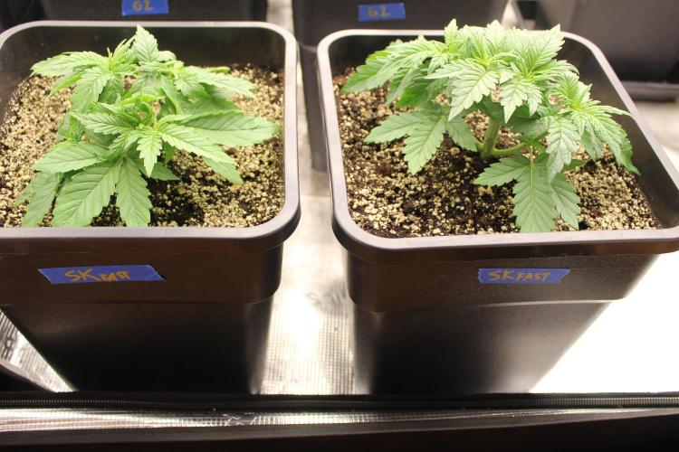 SUPER OG KUSH FAST - Pyramid Seeds. Week 3
