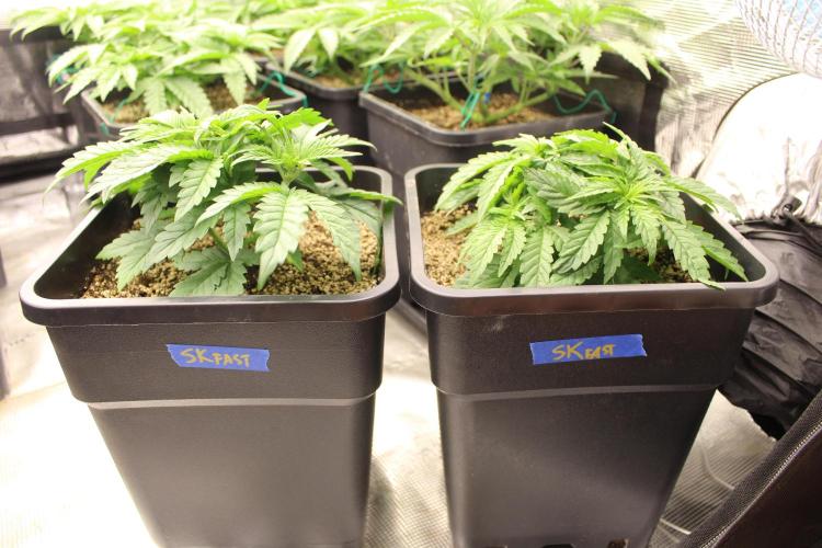SUPER OG KUSH FAST - Pyramid Seeds. Week 3