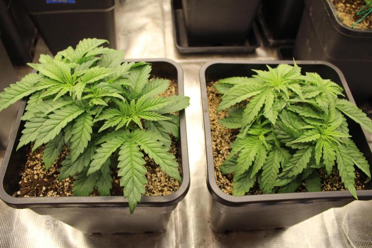 SUPER OG KUSH FAST - Pyramid Seeds. Week 3