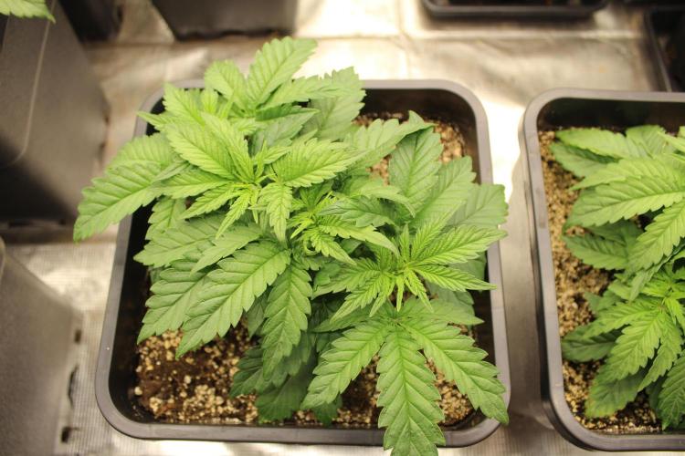 SUPER OG KUSH FAST - Pyramid Seeds. Week 3