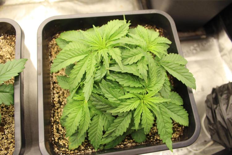 SUPER OG KUSH FAST - Pyramid Seeds. Week 3