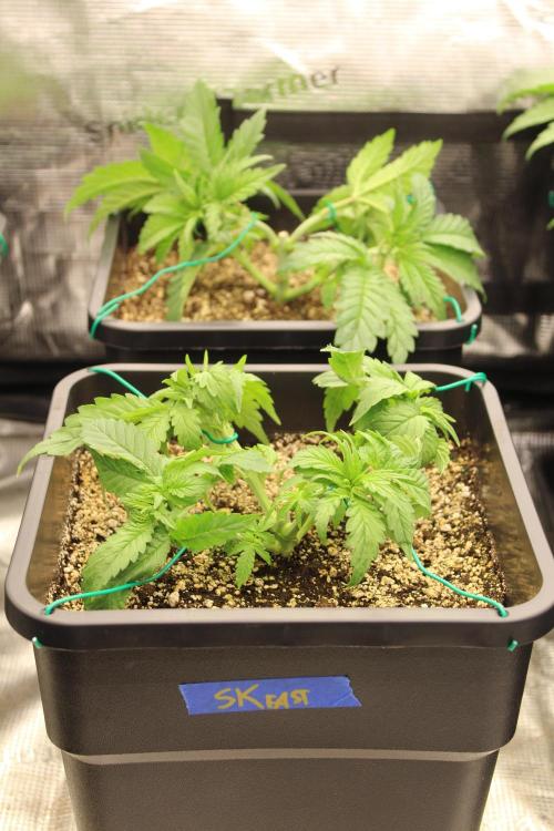 SUPER OG KUSH FAST - Pyramid Seeds. Week 3