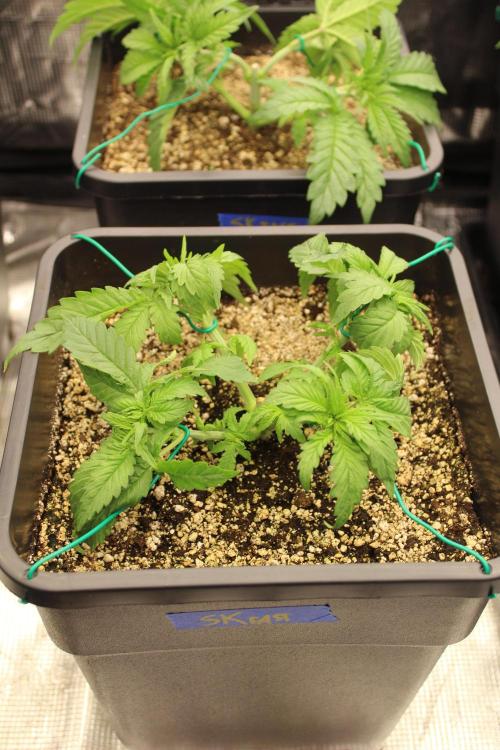 SUPER OG KUSH FAST - Pyramid Seeds. Week 3