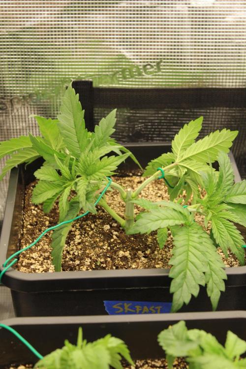 SUPER OG KUSH FAST - Pyramid Seeds. Week 3