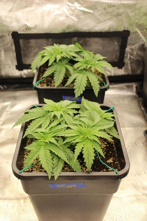SUPER OG KUSH FAST - Pyramid Seeds. Week 3