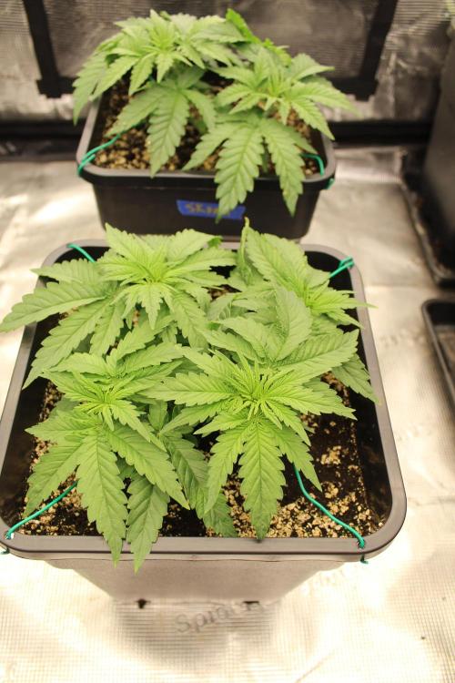 SUPER OG KUSH FAST - Pyramid Seeds. Week 3