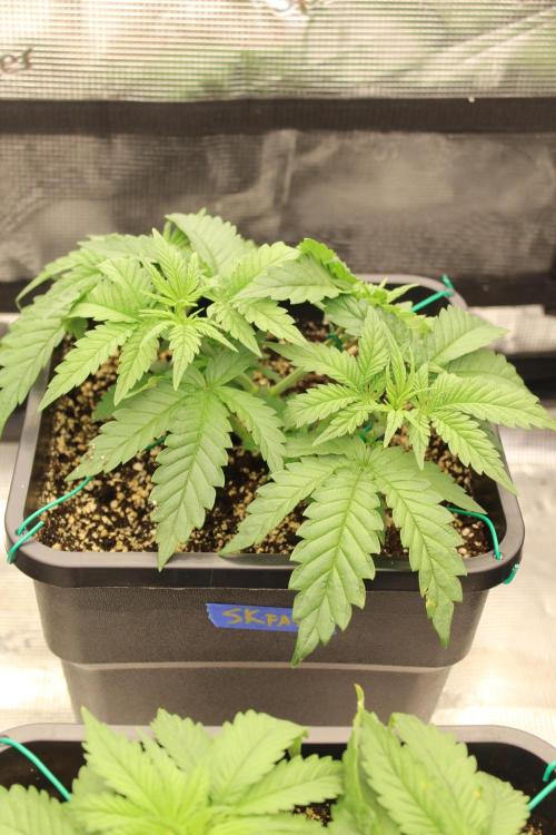 SUPER OG KUSH FAST - Pyramid Seeds. Week 3