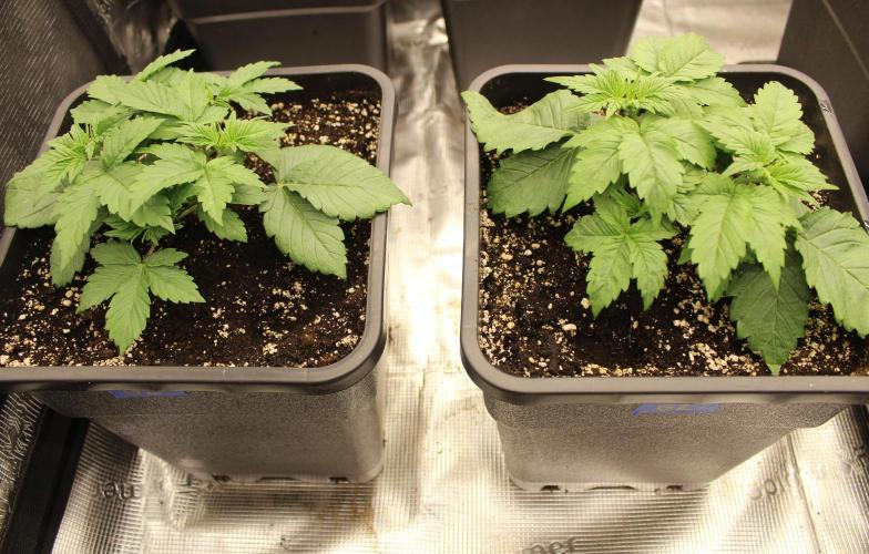 GORILLA ZKITTLEZ - Barney's Farm. Week 3