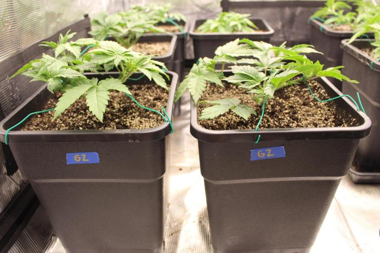 GORILLA ZKITTLEZ - Barney's Farm. Week 3