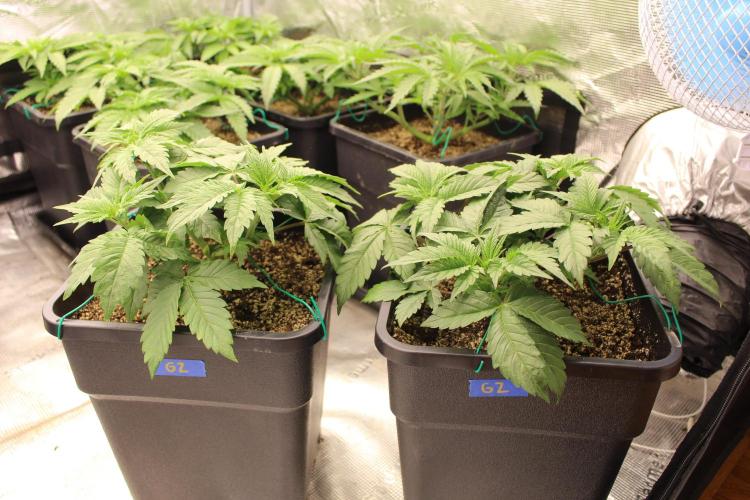 GORILLA ZKITTLEZ - Barney's Farm. Week 3
