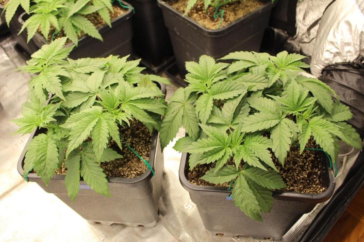 GORILLA ZKITTLEZ - Barney's Farm. Week 3