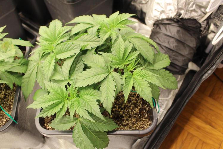 GORILLA ZKITTLEZ - Barney's Farm. Week 3