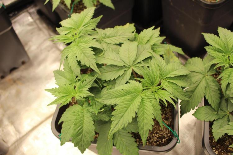 GORILLA ZKITTLEZ - Barney's Farm. Week 3