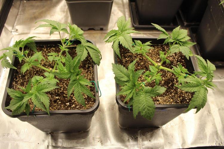 GORILLA ZKITTLEZ - Barney's Farm. Week 3