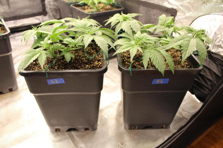 GORILLA ZKITTLEZ - Barney's Farm. Week 3