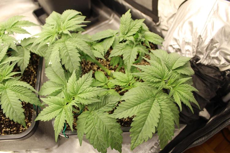 GORILLA ZKITTLEZ - Barney's Farm. Week 3
