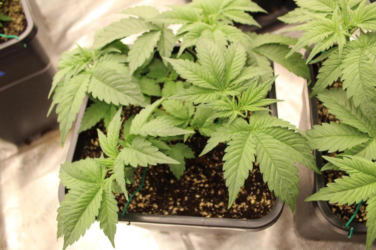 GORILLA ZKITTLEZ - Barney's Farm. Week 3