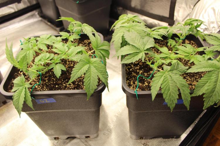 GORILLA ZKITTLEZ - Barney's Farm. Week 3