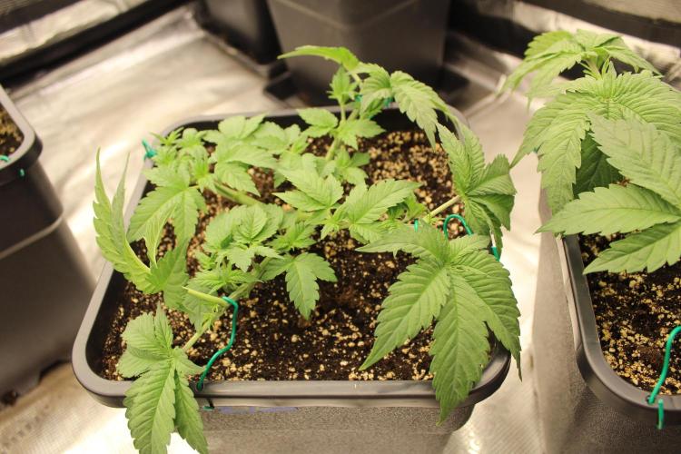 GORILLA ZKITTLEZ - Barney's Farm. Week 3