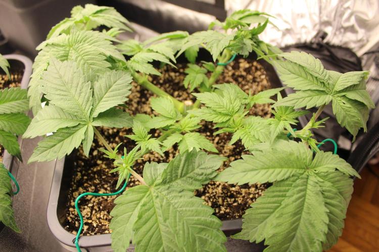 GORILLA ZKITTLEZ - Barney's Farm. Week 3