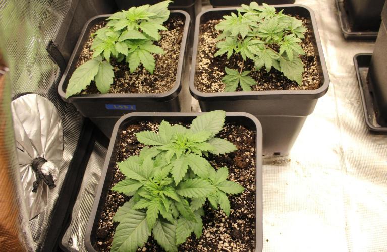 LSD - Barney's Farm. Week 3
