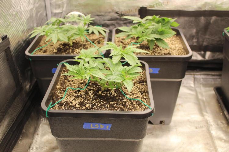 LSD - Barney's Farm. Week 3