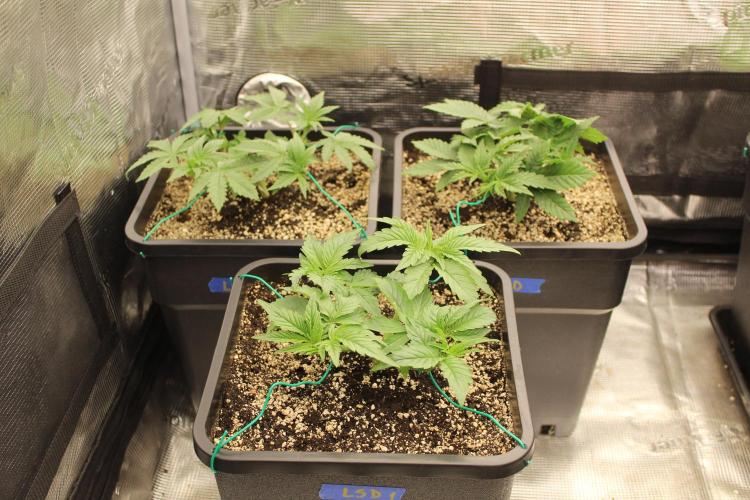 LSD - Barney's Farm. Week 3