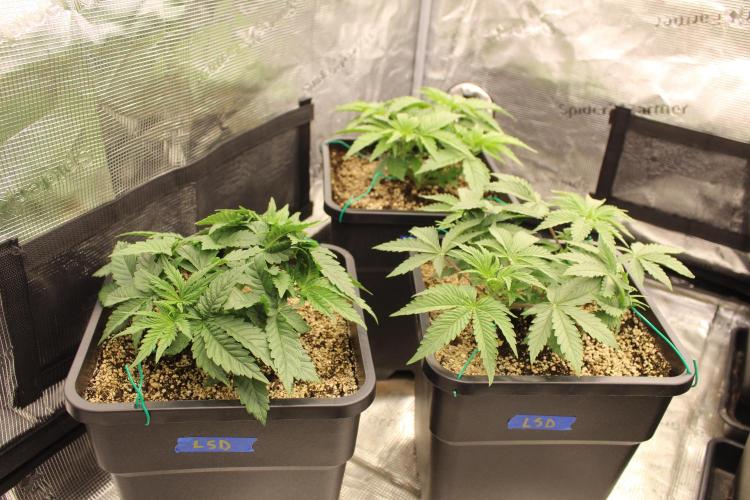 LSD - Barney's Farm. Week 3