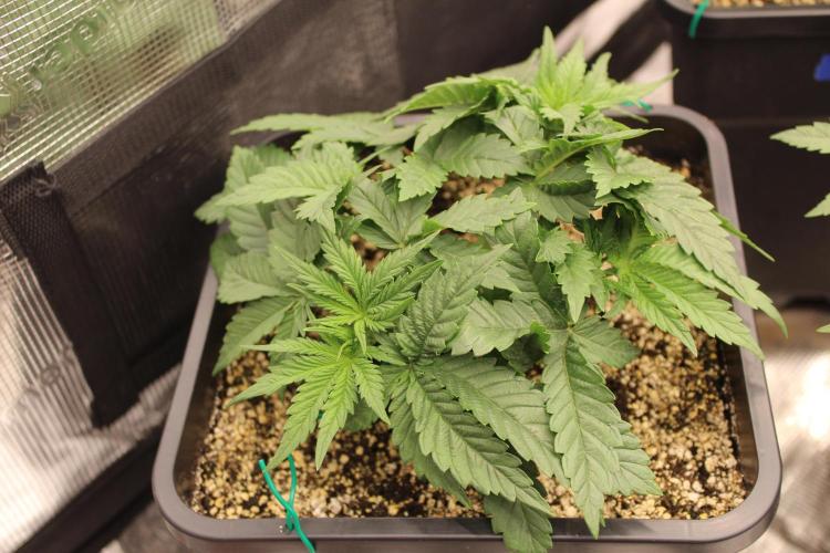 LSD - Barney's Farm. Week 3
