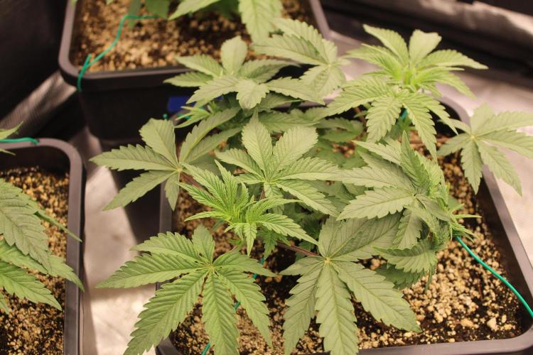 LSD - Barney's Farm. Week 3