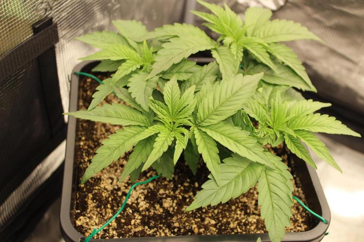 LSD - Barney's Farm. Week 3