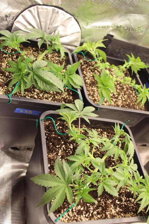 LSD - Barney's Farm. Week 3