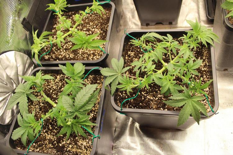 LSD - Barney's Farm. Week 3