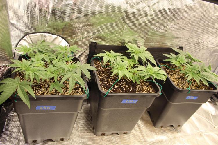 LSD - Barney's Farm. Week 3