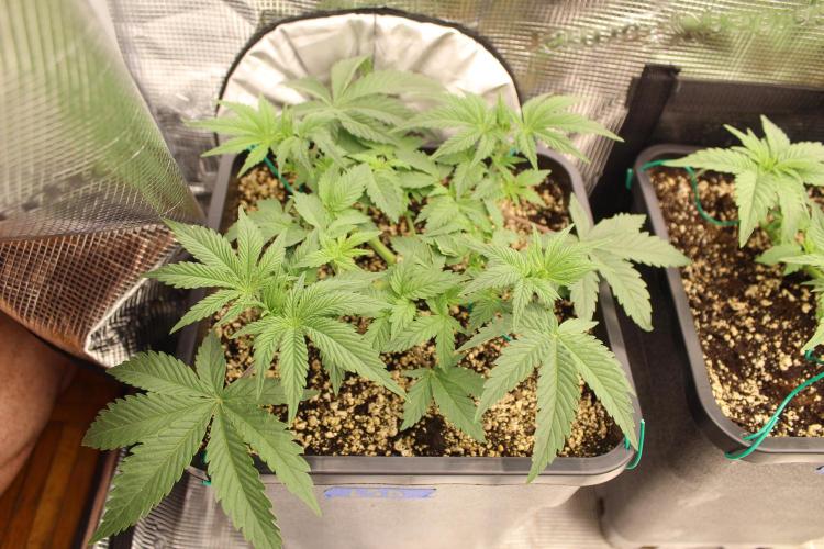 LSD - Barney's Farm. Week 3