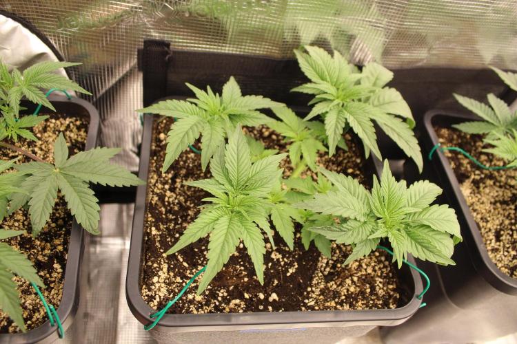 LSD - Barney's Farm. Week 3