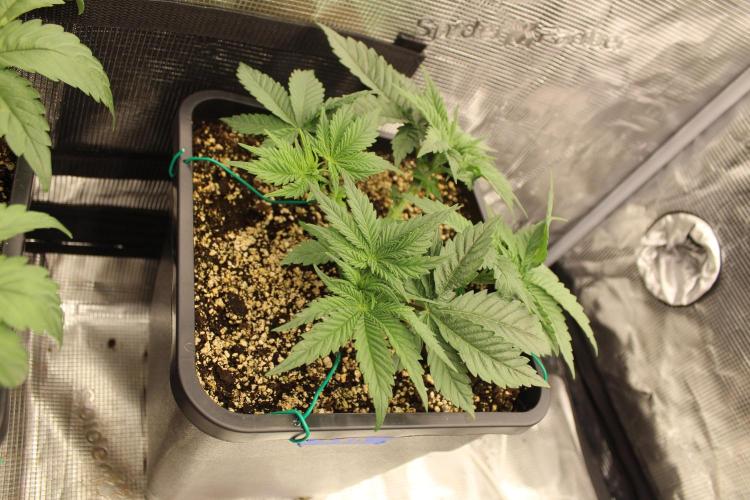 LSD-Feminsed. Week 3