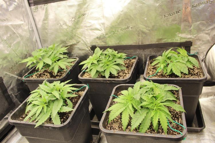 BUBBA KUSH - Barney's Farm. Week 3