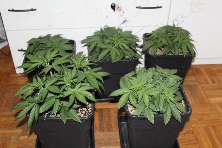 BUBBA KUSH - Barney's Farm. Week 3