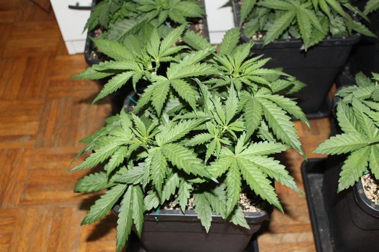 BUBBA KUSH - Barney's Farm. Week 3