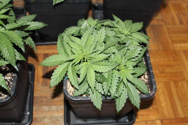 BUBBA KUSH - Barney's Farm. Week 3
