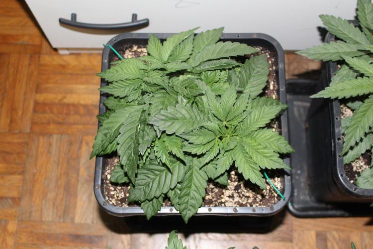 BUBBA KUSH - Barney's Farm. Week 3
