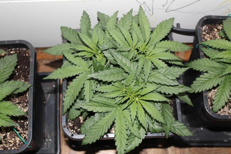 BUBBA KUSH - Barney's Farm. Week 3