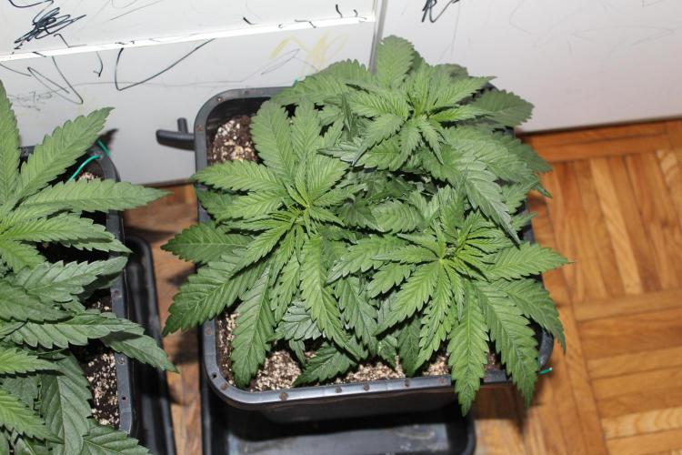 BUBBA KUSH - Barney's Farm. Week 3