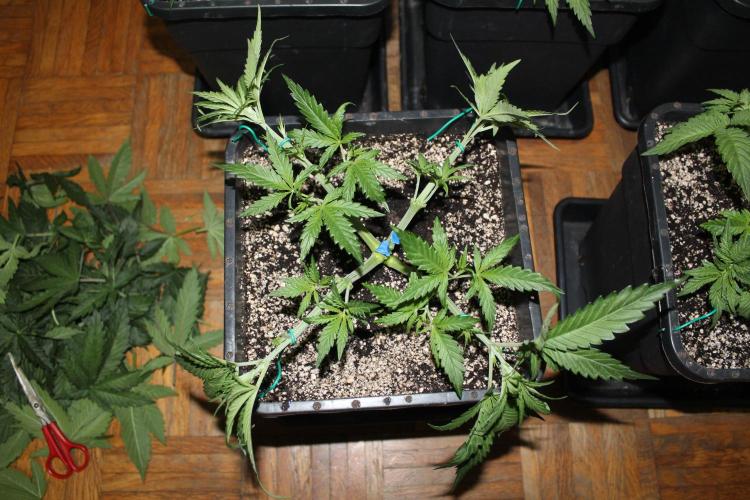 BUBBA KUSH - Barney's Farm. Week 3