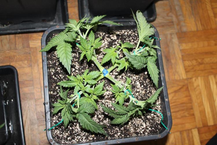 BUBBA KUSH - Barney's Farm. Week 3