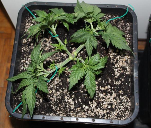 BUBBA KUSH - Barney's Farm. Week 3