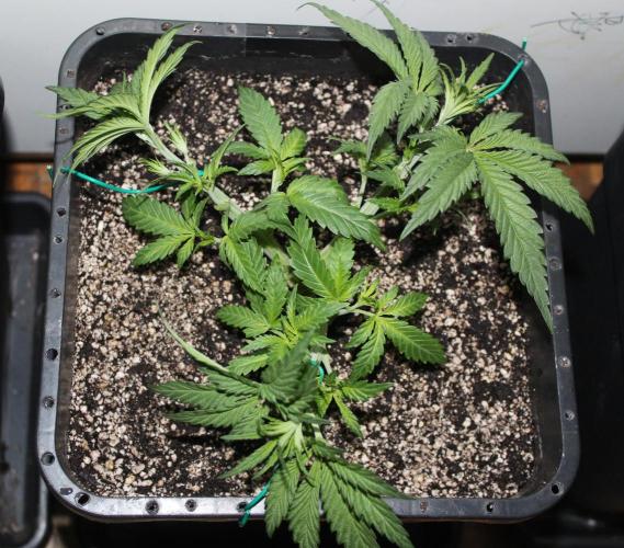 BUBBA KUSH - Barney's Farm. Week 3