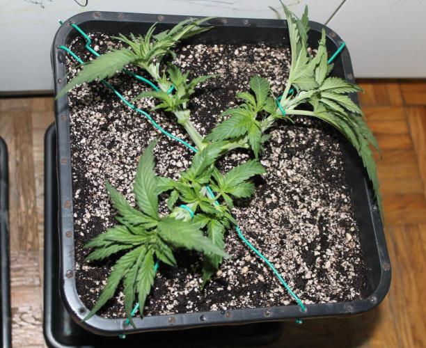 BUBBA KUSH - Barney's Farm. Week 3
